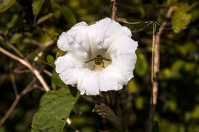 Insect and white Flower