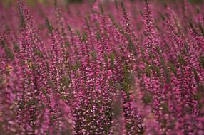Nature Autumn Heathers