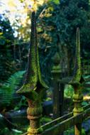 Fence Nature Plants