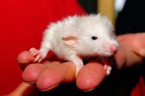 white baby rat on hand close-up