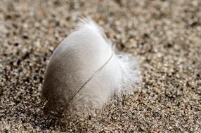 Feather White Sand