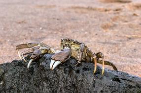 Crab on Sea bank