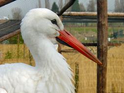 white stork in profile close up