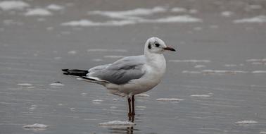 Seagull Bird on Beach