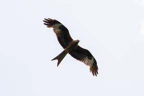 White Tailed Eagle with a wide wingspan in the sky