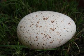 big egg in the grass