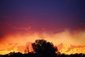 Sunset Contrast Tree