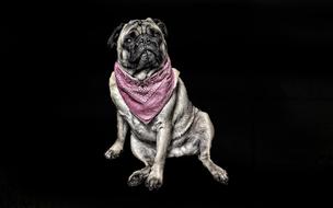 photo of a pug dog with a pink scarf on a black background