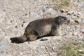 Marmot Alps