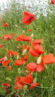 Poppy Nature Field