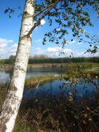 Birch Lake Landscape