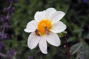 Bee on White and yellow Flower