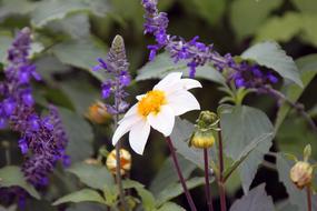 White Natural Flower in garden