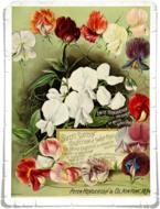flowers page colorful red yellow