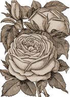 flowers transparent sepia roses