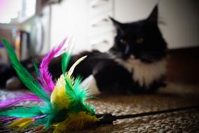 colorful feathers for cat play