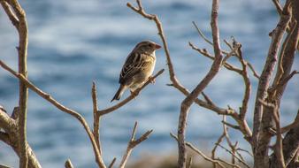 Sparrow Bird on Tree