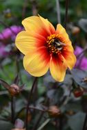 Bee Pollen Dahlia