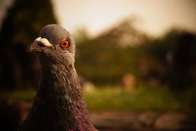 grey Pigeon head close up, blur background