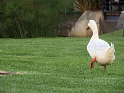 Cute white duck pata on the gra
