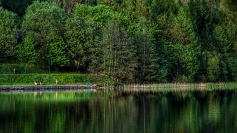 Forest Tree Meadow