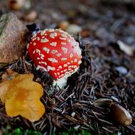 Autumn Fly Agaric Forest