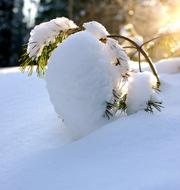 Pine Winter Snow