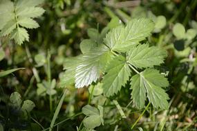 Blackberry Leaves Green Plant