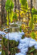 Snow Still Life Autumn