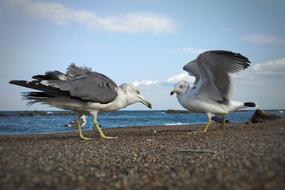 couple of seagulls on beach