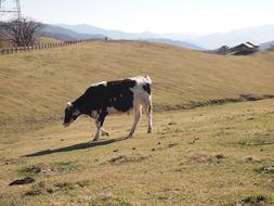 cow in the pasture in autumn on a sunny day