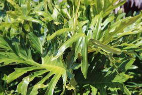 Grass Green Leaves Greens