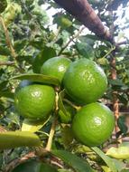 Lime Plant Garden