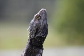 macro photo of the head of a bearded dragon