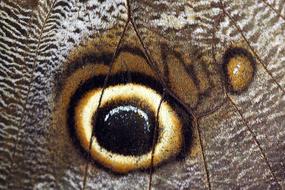 close up of a butterfly eye wing