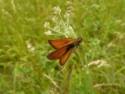 Butterfly Brown Insect on the grass in a blurred background