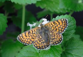 Close-up of the beautiful, colorful and patterned butterfly, on the white flower, among the green leaves