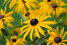 Flower Yellow Nature