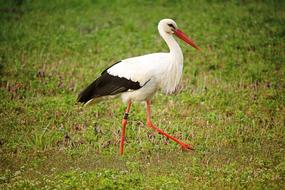 Stork foraging on meadow