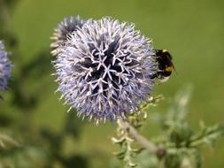 Blue Thistle Ornamental