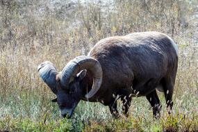 Mountain Sheep Wild Animal