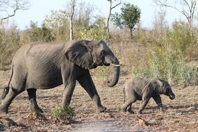 walking elephants in africa