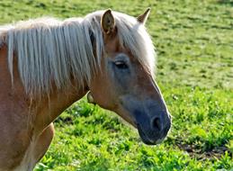 brown horse with white mane, Animal portrait