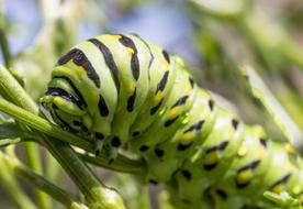 Caterpillar Bug Green