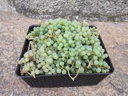grape harvest in a box