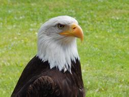 Eagle Nature Bird