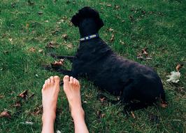 black Dog lays on green lawn beside personâs feet