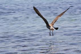 Beautiful and colorful seagull, flying above the water, with ripple, in light, in Sardinia, Italy