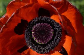 beautiful open poppy bud