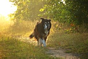 Fluffy cute dog on a walk
